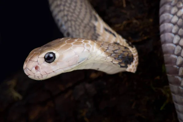 Taiwan Cobra Dark Background Close — Stock Photo, Image