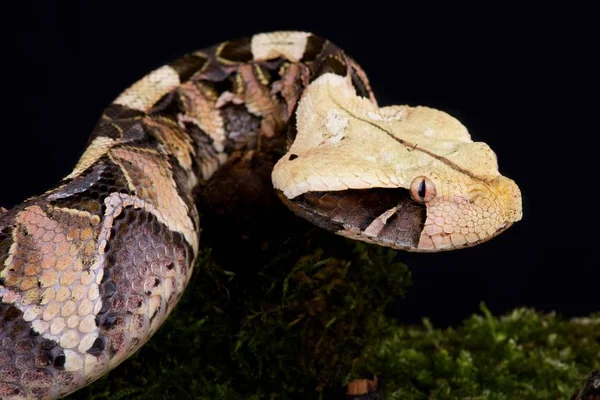 Gaboon Viper Donkere Achtergrond Close — Stockfoto