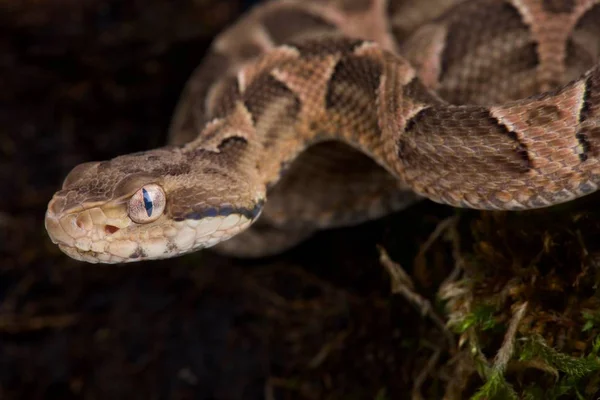 Chaco Lancehead Donkere Achtergrond Close — Stockfoto