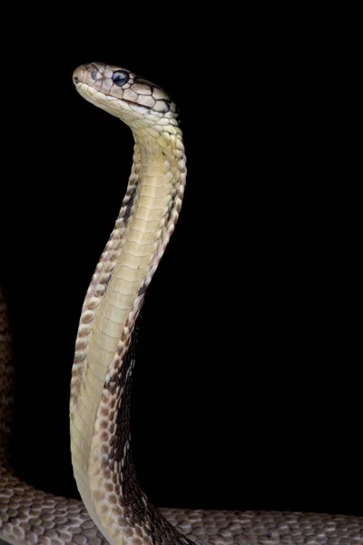 棉兰老国王眼镜蛇在黑暗的背景 — 图库照片