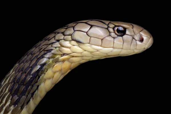 中国国王眼镜蛇在黑暗的背景 — 图库照片