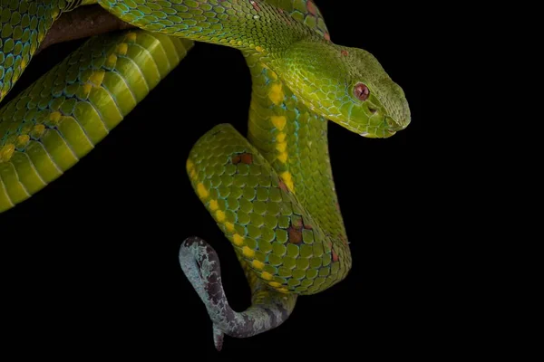 菲律宾坑毒蛇在树枝上的黑暗背景 — 图库照片