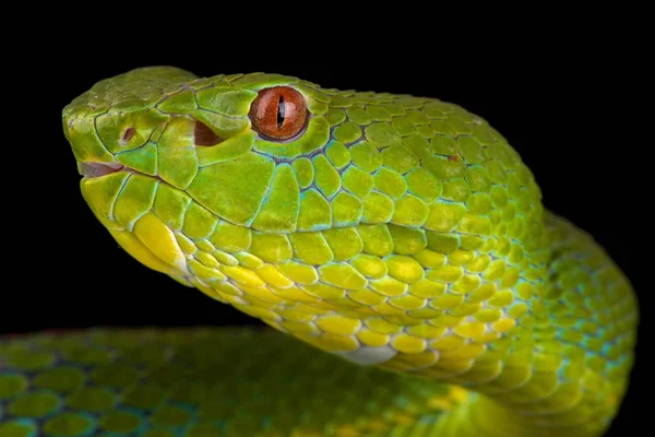 Verde Philippine Temple Pitviper Fundo Escuro Close — Fotografia de Stock