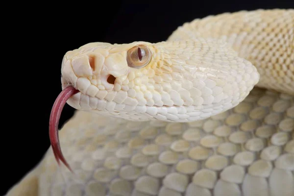 Western Diamondback Csörgőkígyó Albínó Sötét Háttérrel Közelkép — Stock Fotó