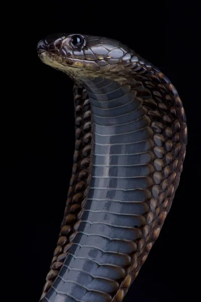 Arabische Cobra Donkere Achtergrond Close — Stockfoto