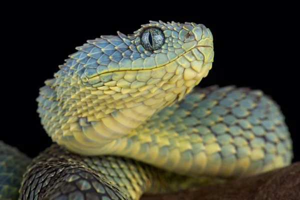 Bush Viper Donkere Achtergrond Close — Stockfoto