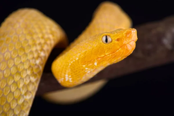 Lansberg Gold Hognosed Pitviper Dark Background Close — Stock Photo, Image