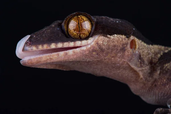 Papua Obří Pruka Tmavém Pozadí Zblízka — Stock fotografie