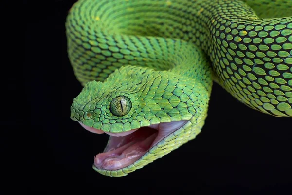 Zöld Nyugat Afrikai Bokor Vipera Sötét Háttér Közelről — Stock Fotó