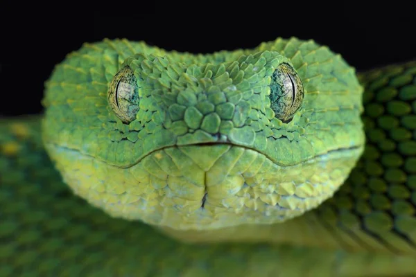 Green West African Bush Viper Dark Background Close — Stock Photo, Image