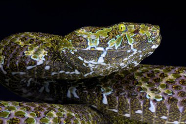 Koyu arka plan, yakın çekim karşı Mangshan engerek    