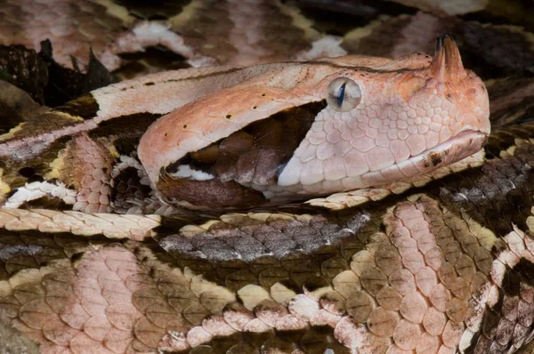 Brown West African Gaboon Viper Close — Stock Photo, Image
