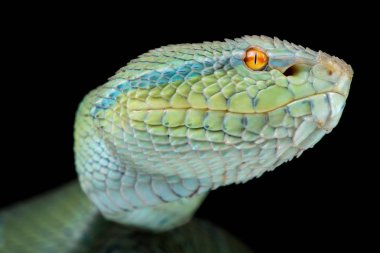green north Philippine temple pitviper on dark background, close-up   clipart