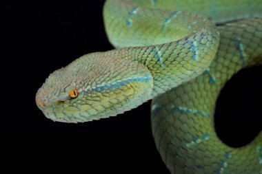 koyu arka plan karşı ağaç dalı üzerinde yeşil kuzey filipin tapınak pitviper, yakın çekim   