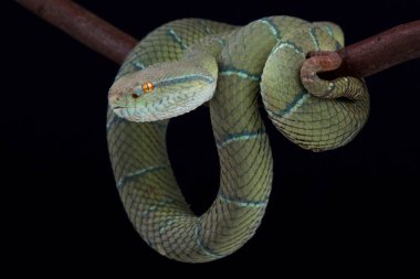 green north philippine temple pitviper on tree branch against dark background, close-up    clipart