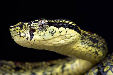 koyu arka plan üzerinde jerdon çukur engerek, yakın çekim    