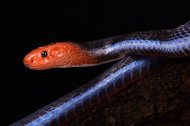 Blue Malaysian Coral Snake on dark background, close-up   clipart