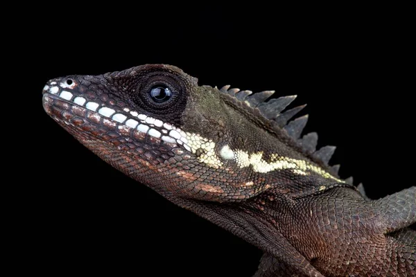 罗宾逊角头蜥蜴在黑暗的背景 — 图库照片