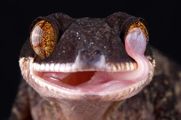 Papúa Gigante Con Bandas Gecko Sobre Fondo Oscuro Primer Plano —  Fotos de Stock