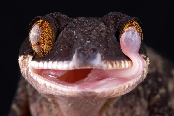 Papua Gigante Geco Fasciato Sfondo Scuro Primo Piano — Foto Stock