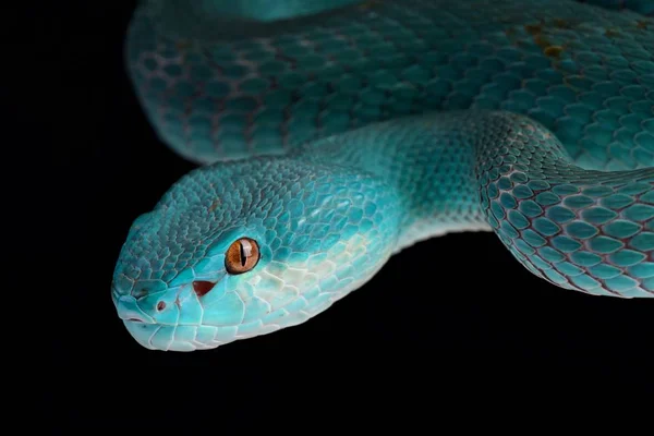 Close-up Da Cabeça De Uma Cobra Azul No Escuro Foto Royalty Free
