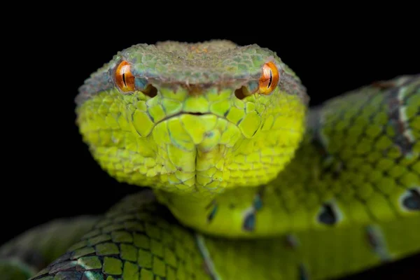 Verde Norte Philippine Temple Pitviper Fundo Escuro Close — Fotografia de Stock