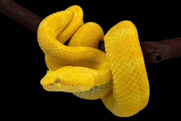 Eyelash Viper Dark Background Close — Stock Photo, Image