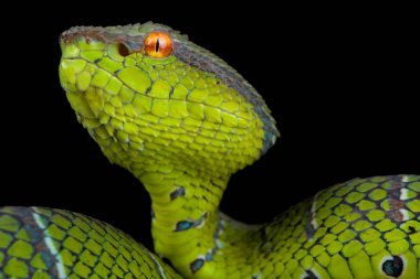 koyu arka plan üzerinde yeşil kuzey Filipin tapınak pitviper, yakın çekim  