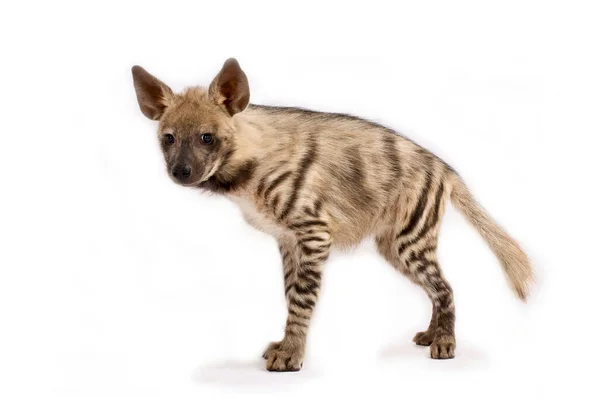 Proužkovaná Hyena Hyena Hyena — Stock fotografie