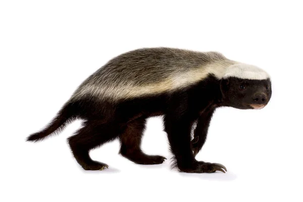 Honey Badger Melivora Capensis — Stock Photo, Image