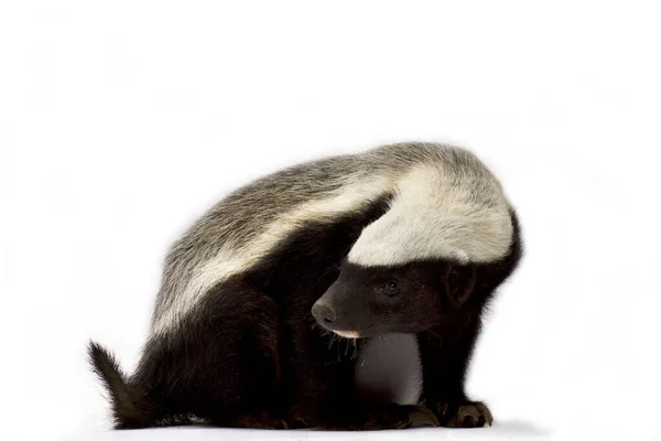 Honey Badger Melivora Capensis — Stok Foto