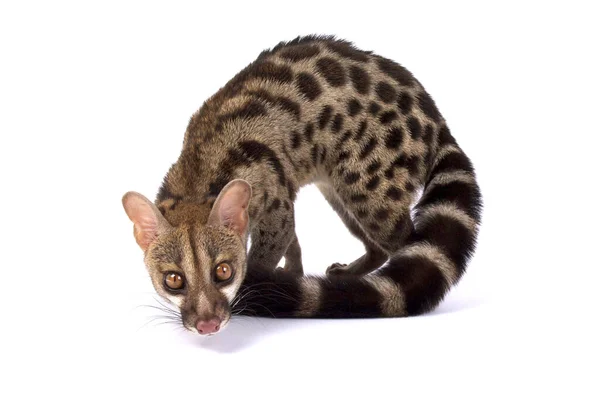 West African Large Spotted Genet Genetta Pardina — Stock Photo, Image