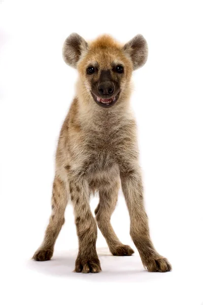 Skvrnitá Hyena Crocuta Crocuta — Stock fotografie