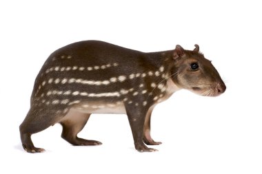 Lowland paca (Cuniculus paca)