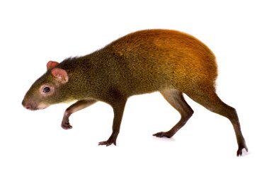Meksika agouti (Dasyprocta mexicana)