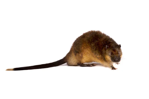 Water Rat Aka Rakali Hydromys Chrysogaster — Stock Photo, Image