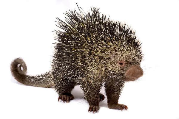 Brazilian Porcupine Coendou Prehensilis — Stock Photo, Image