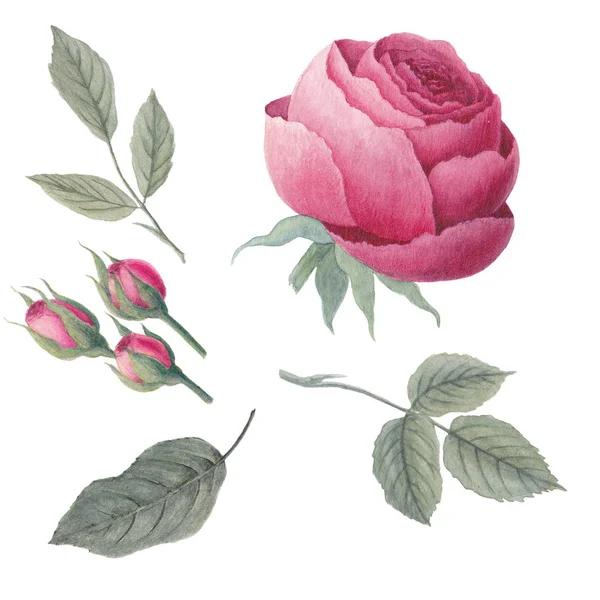 Suluboya gül ve yaprakları. Beyaz izole. Botanik illüstrasyon el çekilmiş.