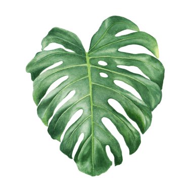 Suluboya monstera yaprak. El botanik resimde çekilmiş. Beyaz arka plan üzerinde izole.