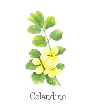Celandine veya Chelidonium Majus - suluboya botanik illüstrasyon. Tıbbi şifalı bitki. Elle çizilmiş boyama, beyaz arka plan üzerinde izole. Sağlık ürünleri, kozmetik, homeopati için.