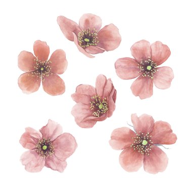 Suluboya köpek gül veya briar çiçekler. Şeftali rengi. Botanik illüstrasyon. Beyaz arka planda yalıtılmış.