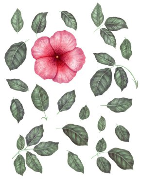 Suluboya retro tarzıçiçek ve yaprakları ayarlayın. Beyaz arka planda yalıtılmış.