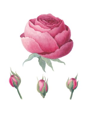 Tomurcuklarla çiçek gül. Beyaz arka planda yalıtılmış suluboya illüstrasyon.