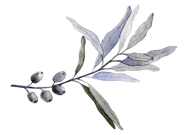 Elaeagnus commutata eller silver Berry eller Wolf-Willow. TWIG med löv och drupes. Akvarell illustration isolerad på vit bakgrund. — Stockfoto