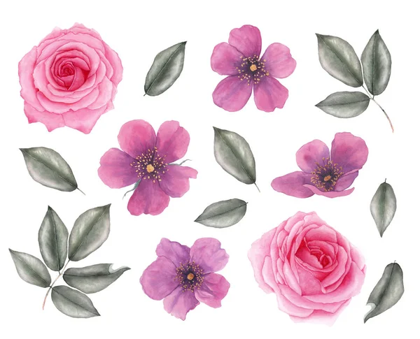 Acquerello rosa vintage, fiori di radica e foglie. Illustrazione botanica. Isolato su sfondo bianco . — Foto Stock