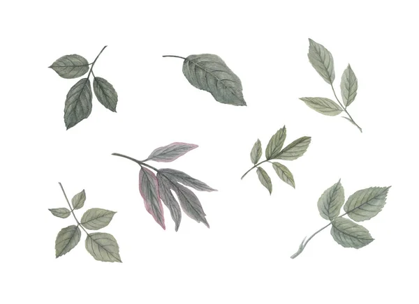 수채화 잎 : 장미, 모란. 흰색에 고립 된 녹색 꽃 요소. — 스톡 사진