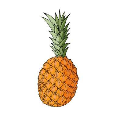 Ananas meyvesi. Elle çizilmiş renkli vektör illüstrasyon. Beyaz arka planda yalıtılmış.