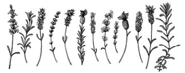 Vektör lavanta çizimi. Vintage tarzılavula çiçek seti. Organik ve doğal ürünlerin ambalajı için elle çizilmiş illüstrasyon, tebrik kartı, davetiyeler.