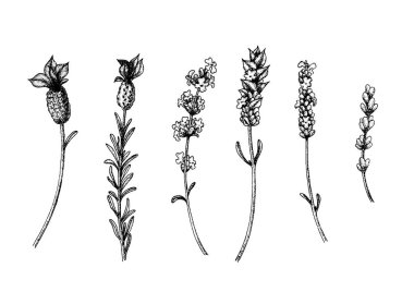 Vahşi ve çeşitlerin lavanta çiçekleri. Vintage çiçek seti. Mürekkep el çizilmiş kroki. Vektör çizimi.