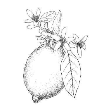Limon. Çiçek ve yaprakları ile narenciye. Elle çizilmiş vektör görüntüsü. Vintage mürekkep illüstrasyon, beyaz arka plan üzerinde izole.